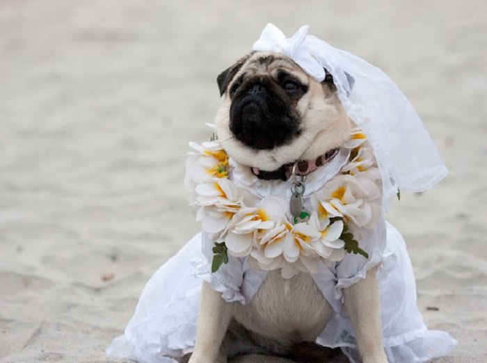 Adorable pets in bridal wear