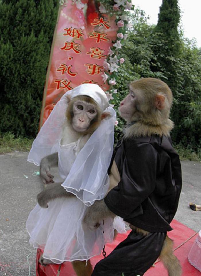 Adorable pets in bridal wear