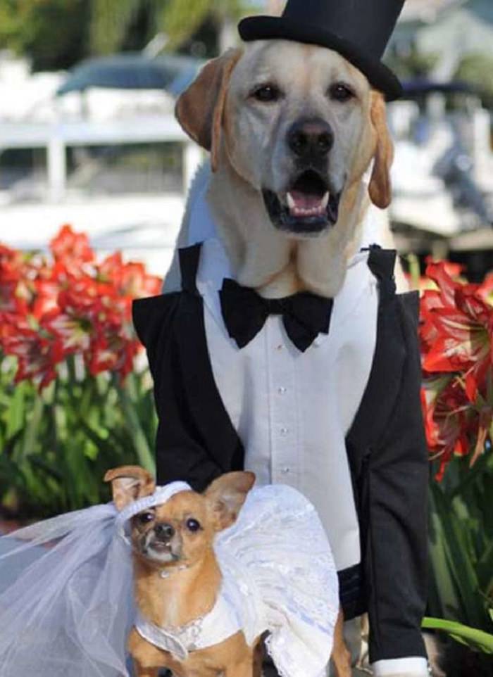 Adorable pets in bridal wear
