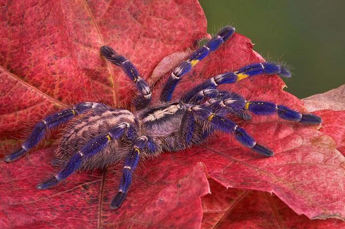 Beautiful Endangered Animals: Gooty spider