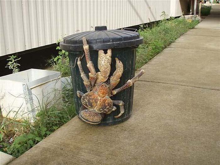 Beautiful Endangered Animals: The Coconut Crab
