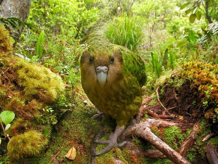 Beautiful Endangered Animals: Kakapo