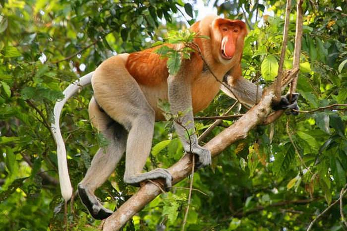 Beautiful Endangered Animals: Proboscis Monkey