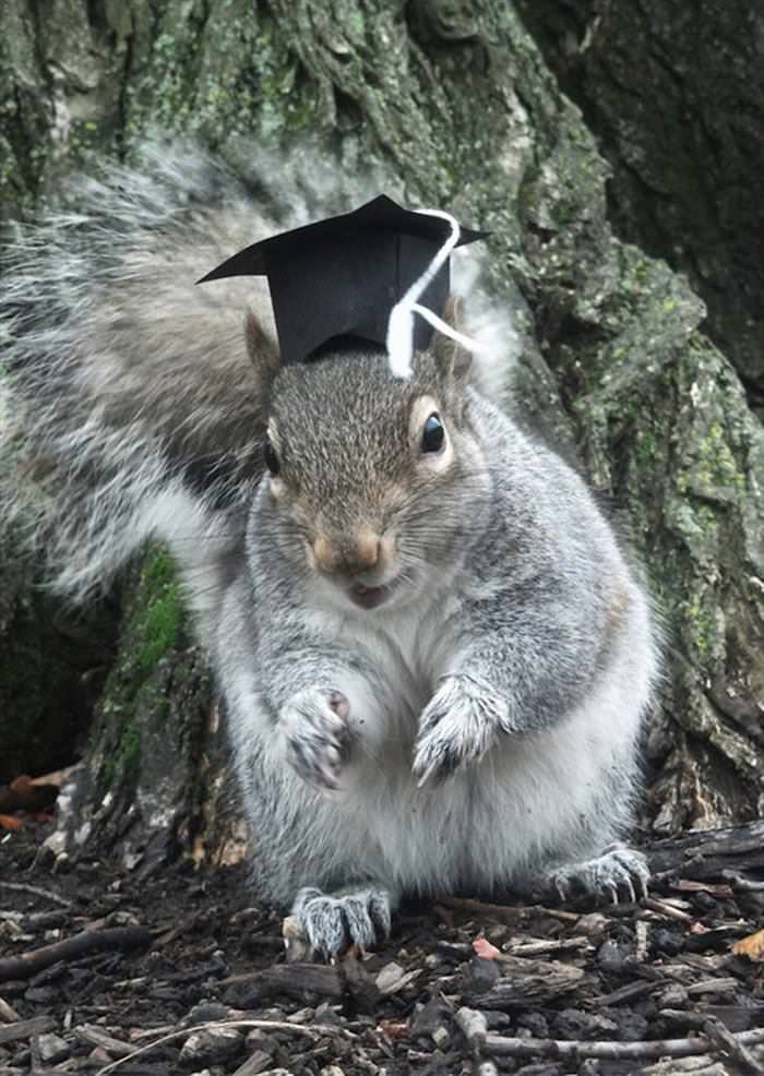 This Cute Squirrel Stole the Hearts of Many