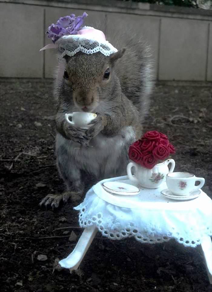 This Cute Squirrel Stole the Hearts of Many