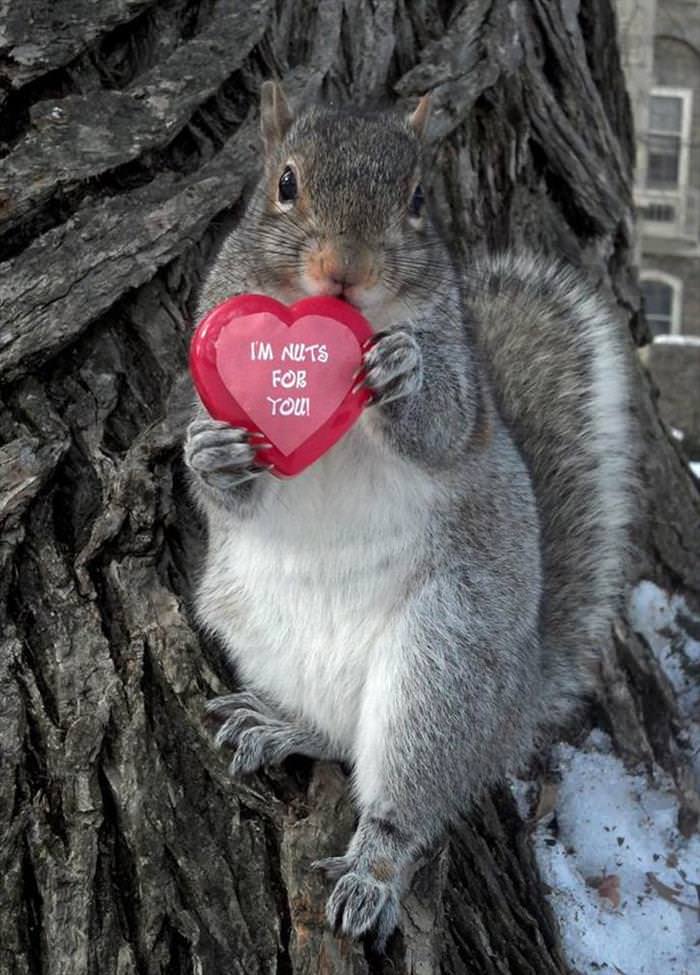 This Cute Squirrel Stole the Hearts of Many