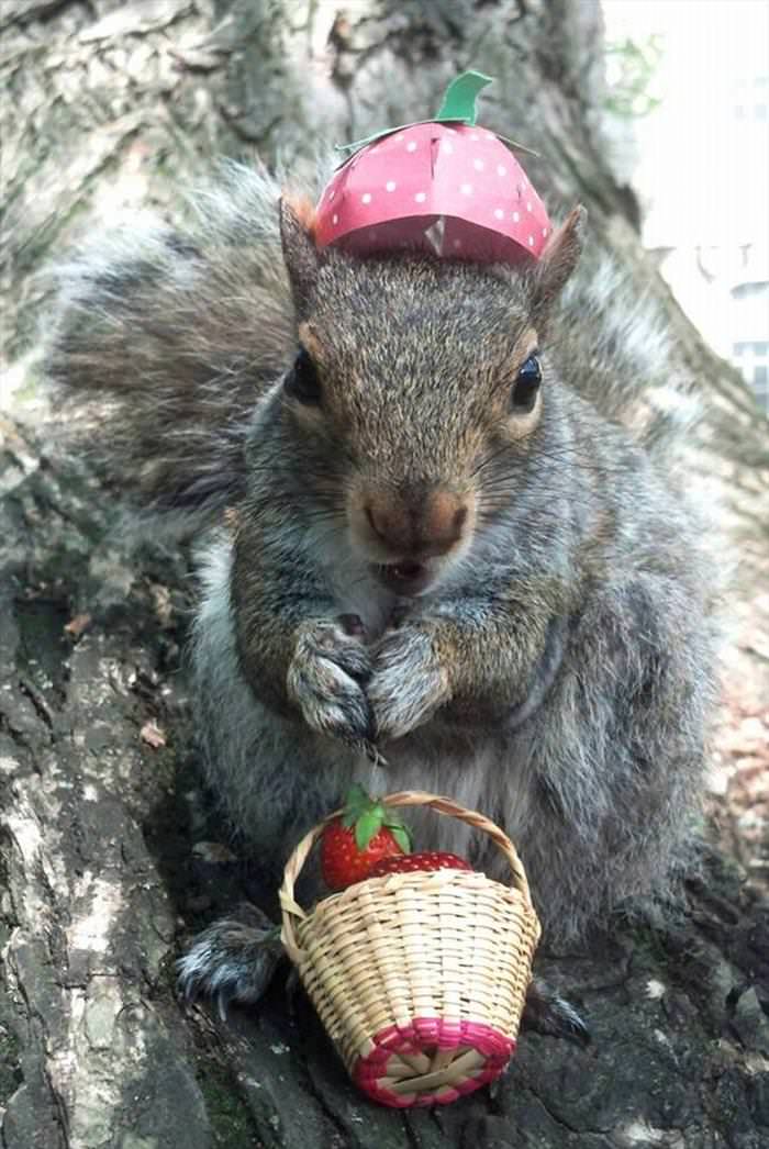 Cute Squirrels in Costumes Pose for Photos