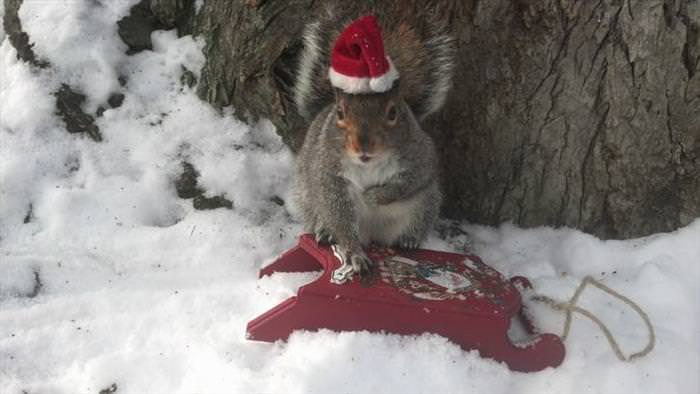 This Cute Squirrel Stole the Hearts of Many