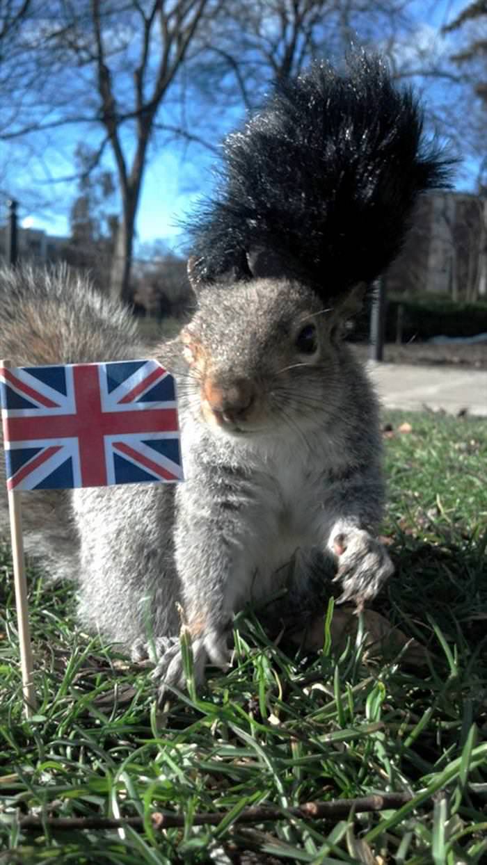 This Cute Squirrel Stole the Hearts of Many