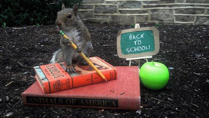 This Cute Squirrel Stole the Hearts of Many