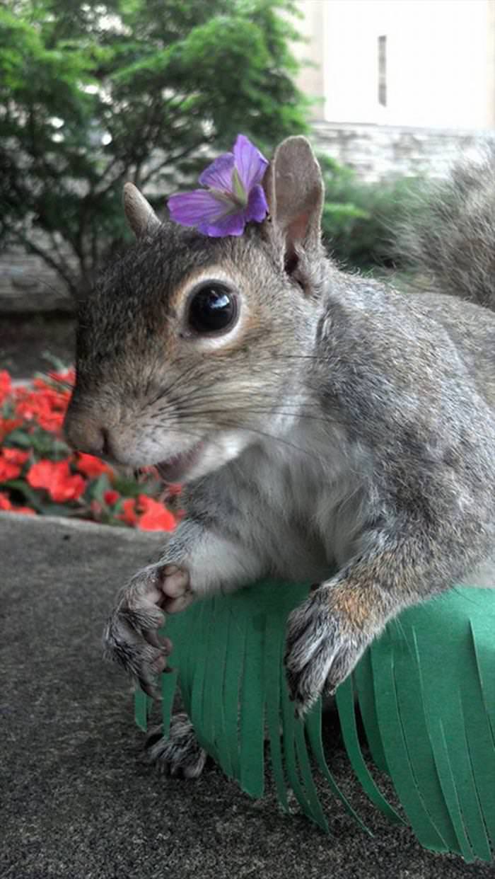 This Cute Squirrel Stole the Hearts of Many