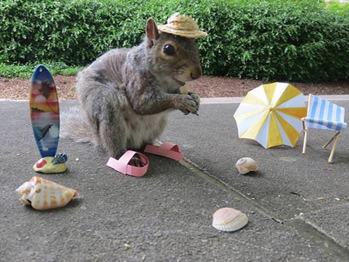 This Cute Squirrel Stole the Hearts of Many