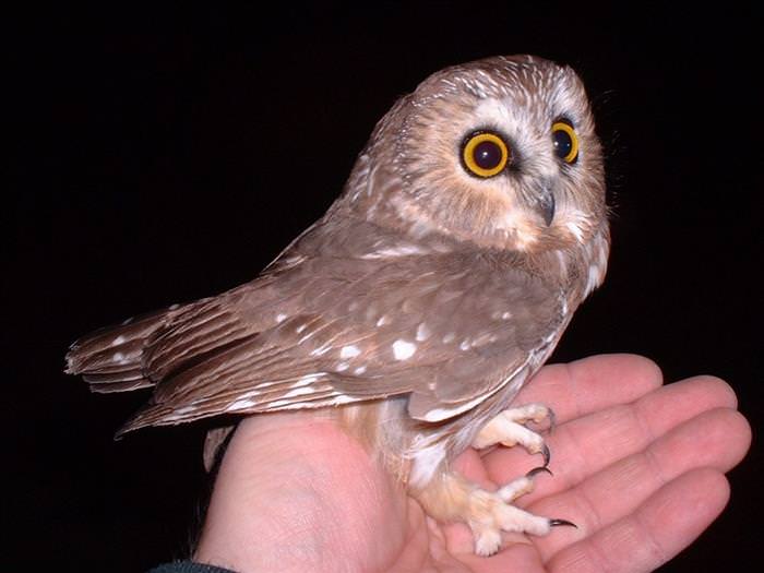 Baby Animals That Fit In You Hand