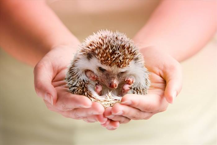 Animals That Fit Into Your Hand