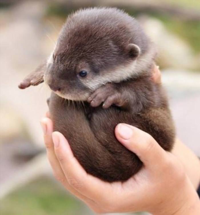 Animals That Fit Into Your Hand