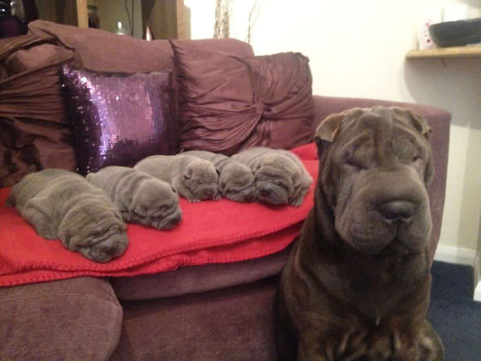 mini me dogs