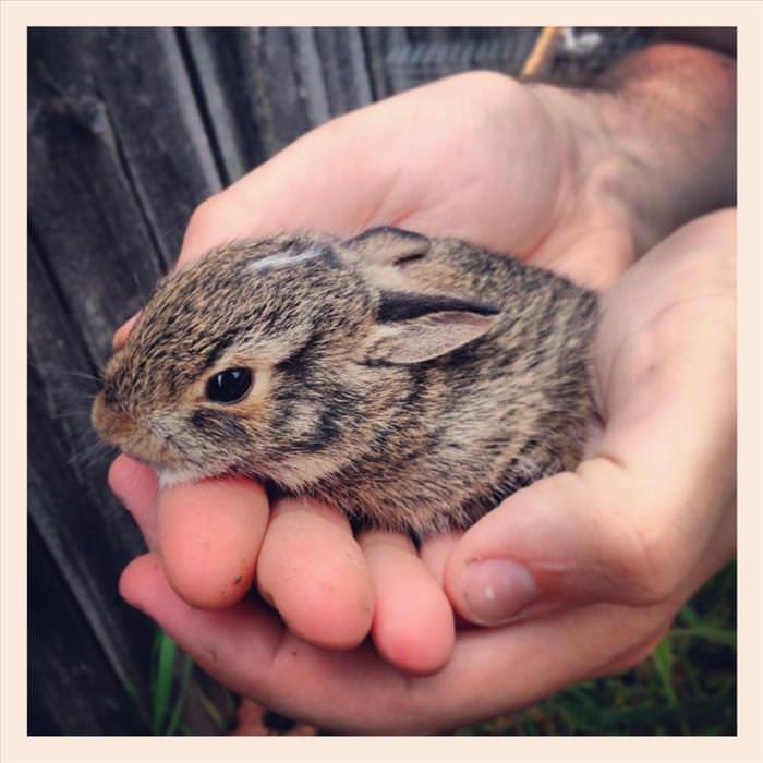 Animals That Fit Into Your Hand