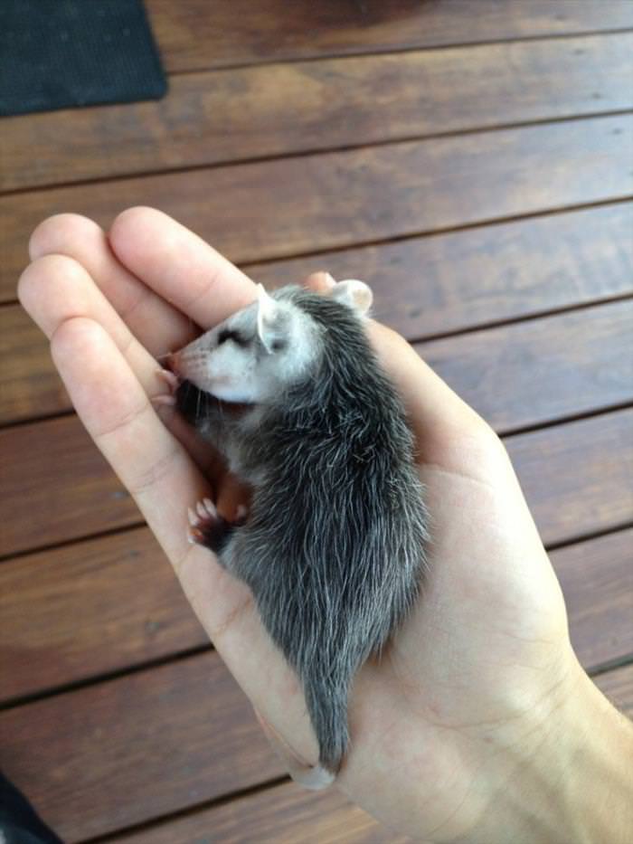 Animals That Fit Into Your Hand