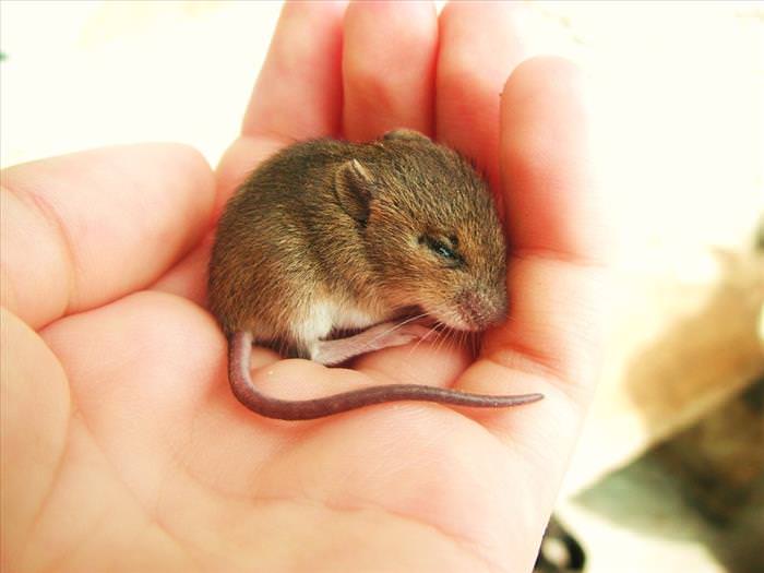 Animals That Fit Into Your Hand