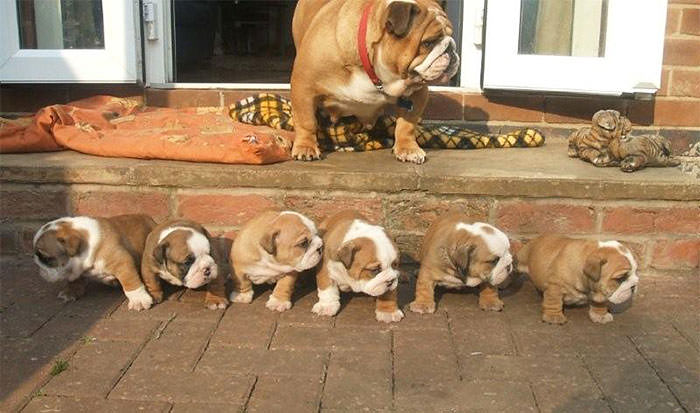 mini me dogs