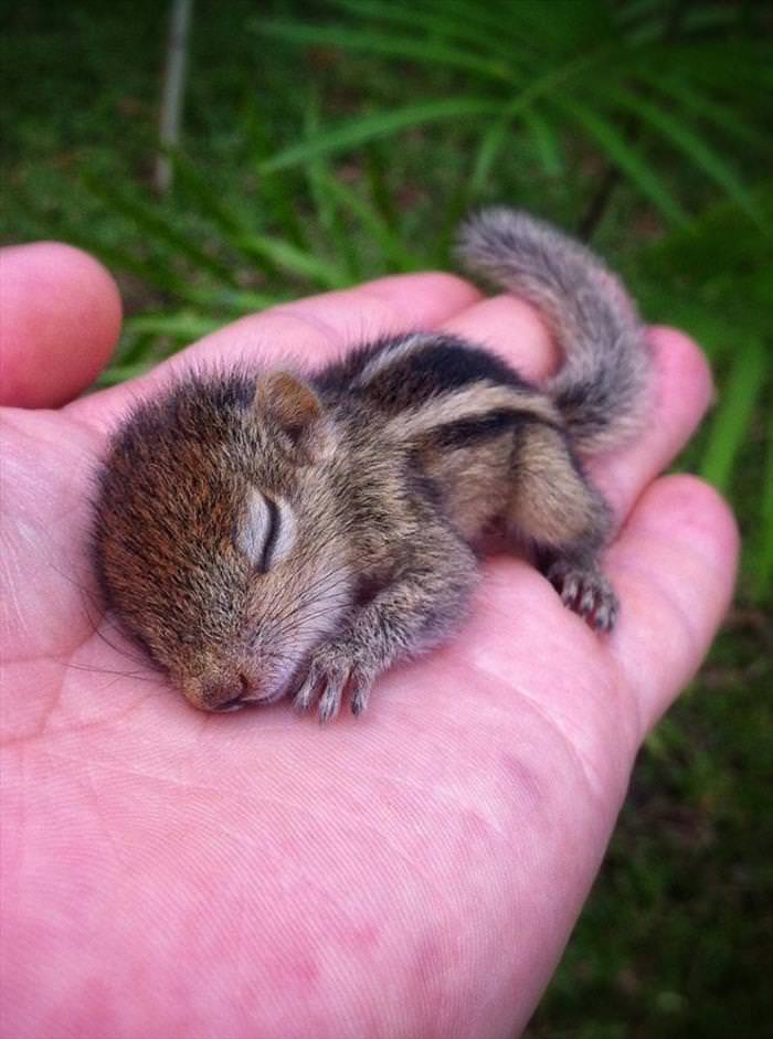 Animals That Fit Into Your Hand