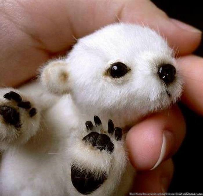 Baby Animals That Fit In You Hand