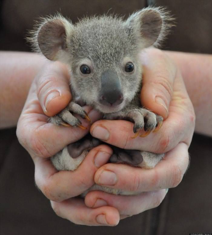 Baby Animals That Fit In You Hand