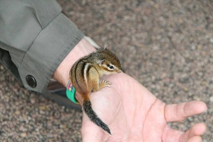Animals That Fit Into Your Hand