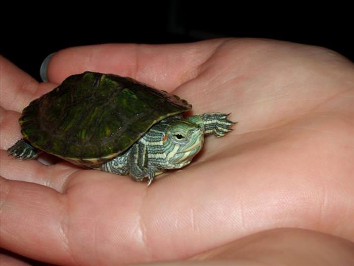 Animals That Fit Into Your Hand