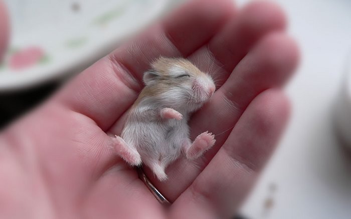 cutest type of hamster