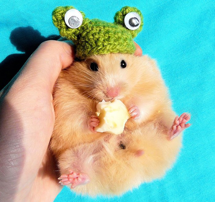 Cutest Hamster Photos