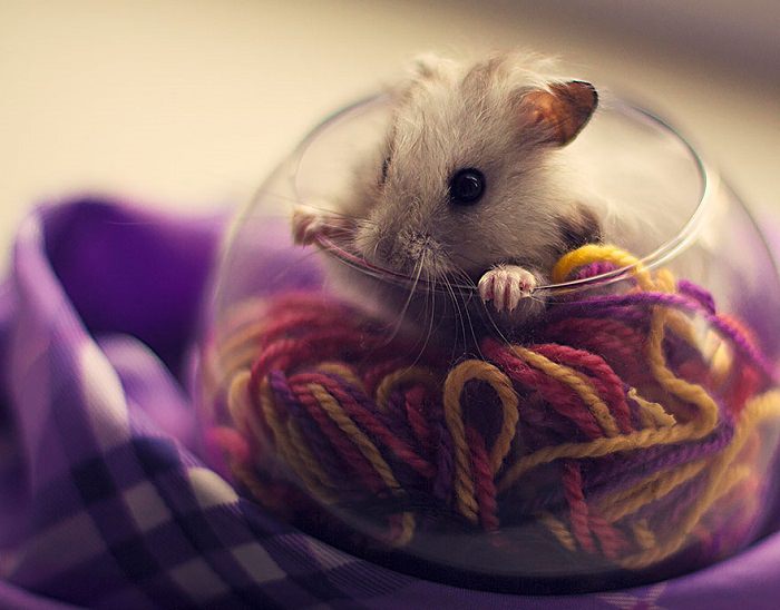 the cutest hamster in the world