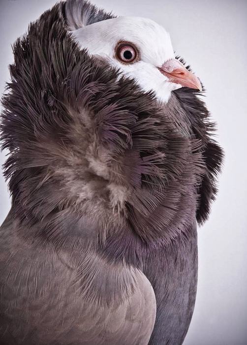 beautiful pigeons