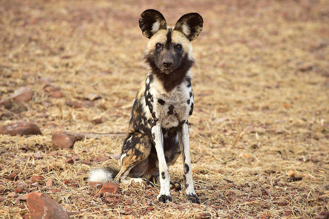 10 Cutest Animals of the Desert