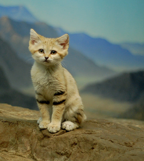 10 Cutest Animals of the Desert