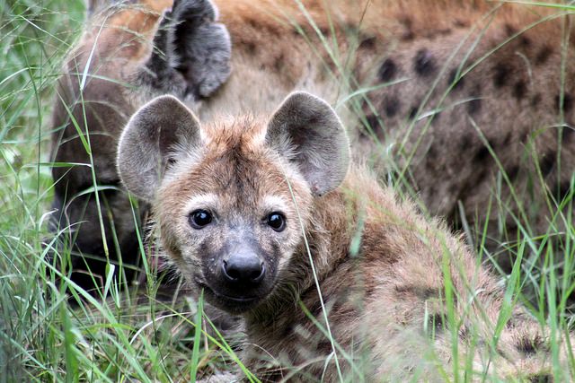 10 Cutest Animals of the Desert