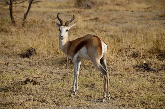 10 Cutest Animals of the Desert