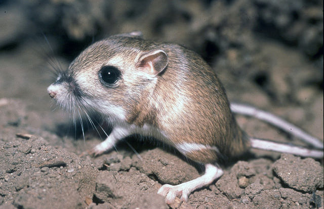 10 Cutest Animals of the Desert