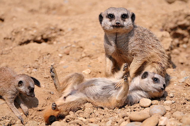 Photos of the Cutest Desert Animals