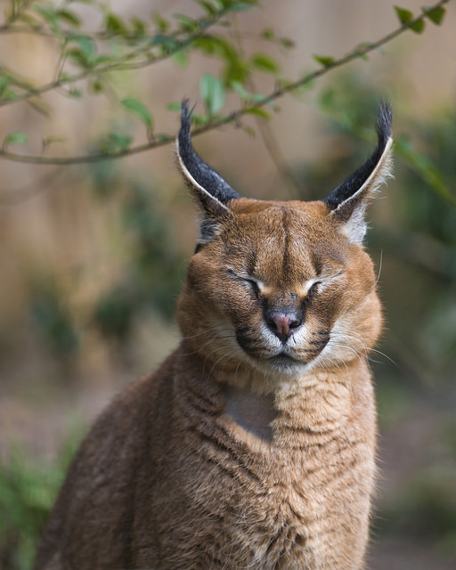 10 Cutest Animals of the Desert