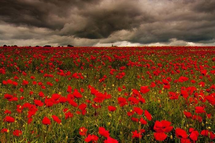 Flower Fields