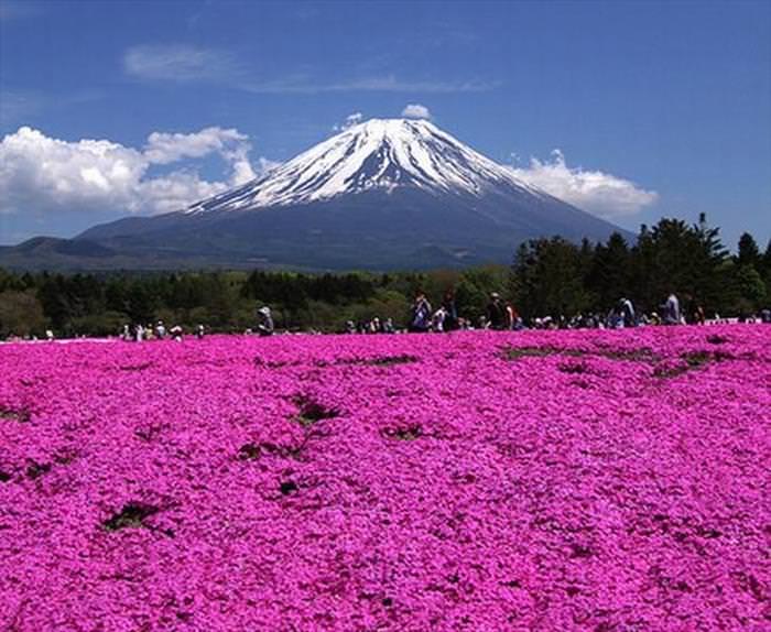 Flower Fields