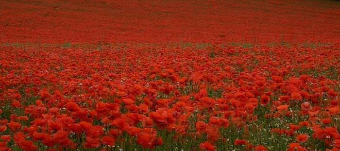 Flower Fields