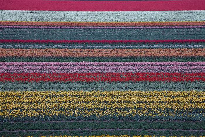 Flower Fields