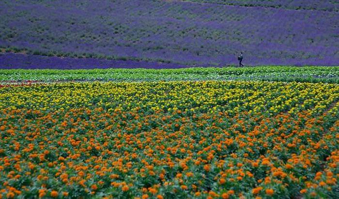 Flower Fields