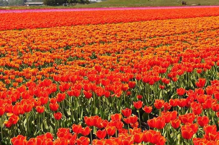 Flower Fields