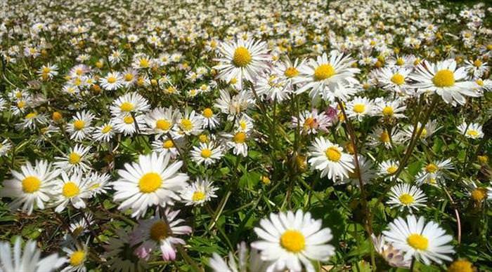 Flower Fields