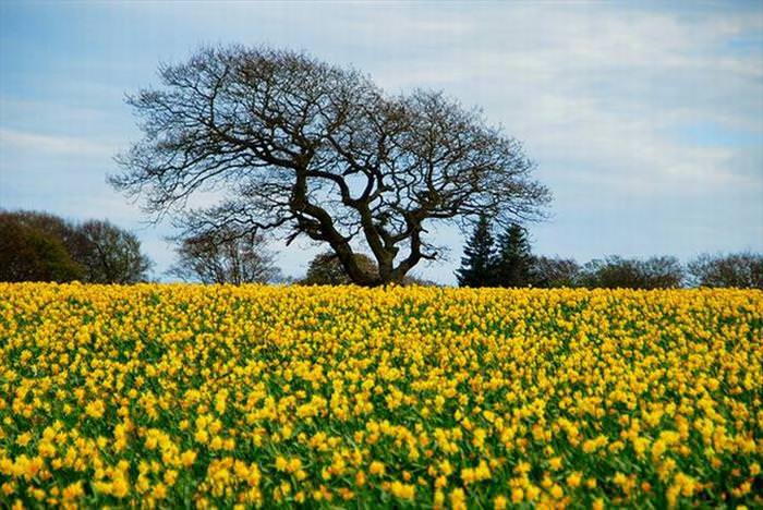 Flower Fields