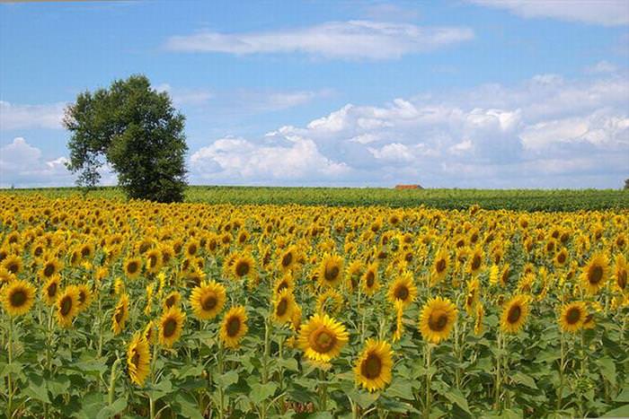 Flower Fields