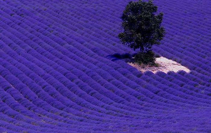 Flower Fields